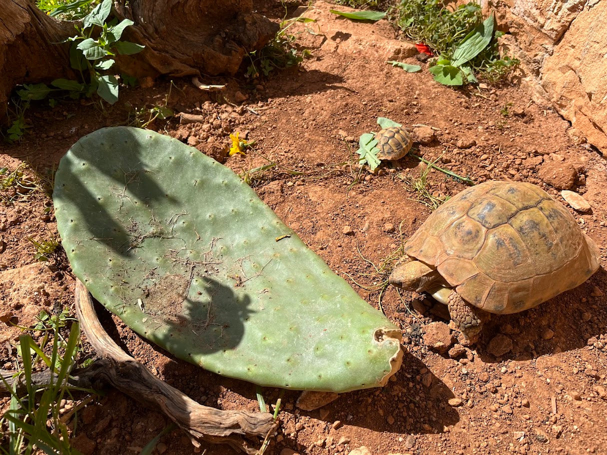 aufbewahrung schildkröte Opuntien (Opuntia) - Feigenkaktus für Schildkröten ca. 2 kg – Schildkröten.de